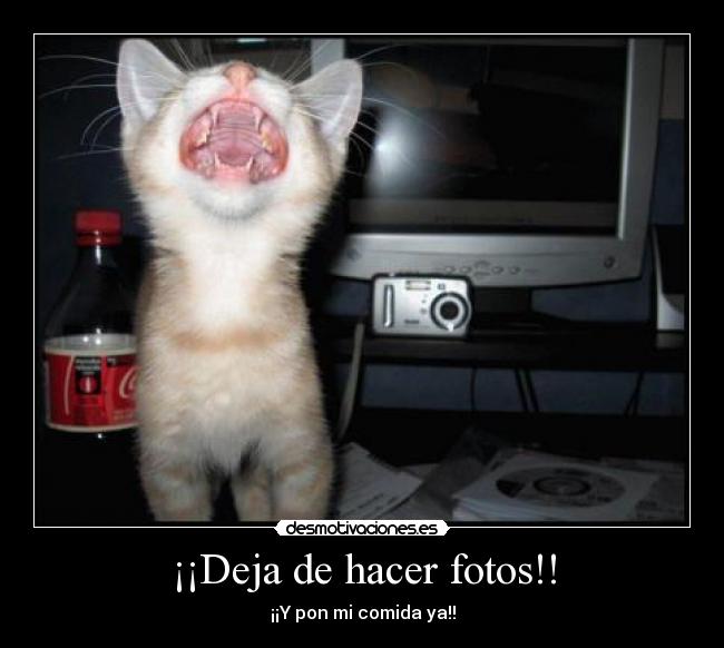 ¡¡Deja de hacer fotos!! - ¡¡Y pon mi comida ya!!