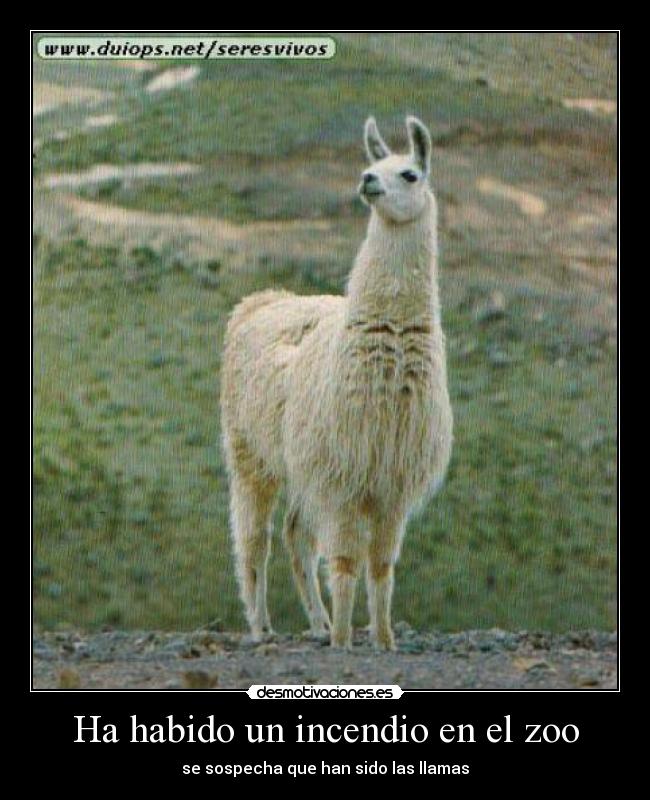 Ha habido un incendio en el zoo - 