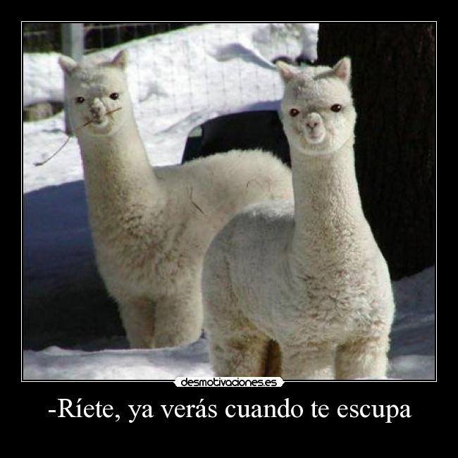 -Ríete, ya verás cuando te escupa -