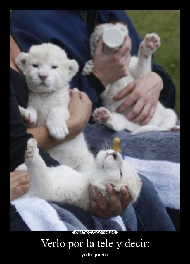 carteles amamba desmotivaciones