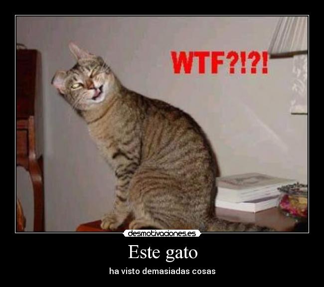 Este gato - ha visto demasiadas cosas