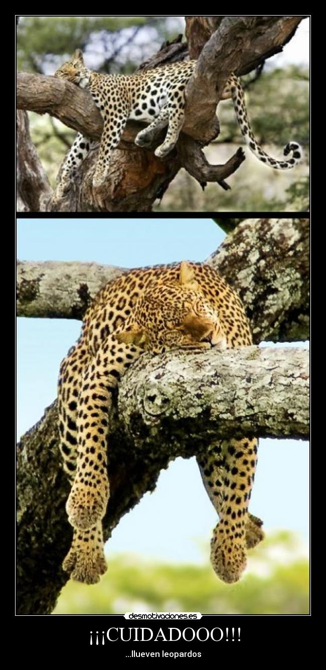 ¡¡¡CUIDADOOO!!! - ...llueven leopardos