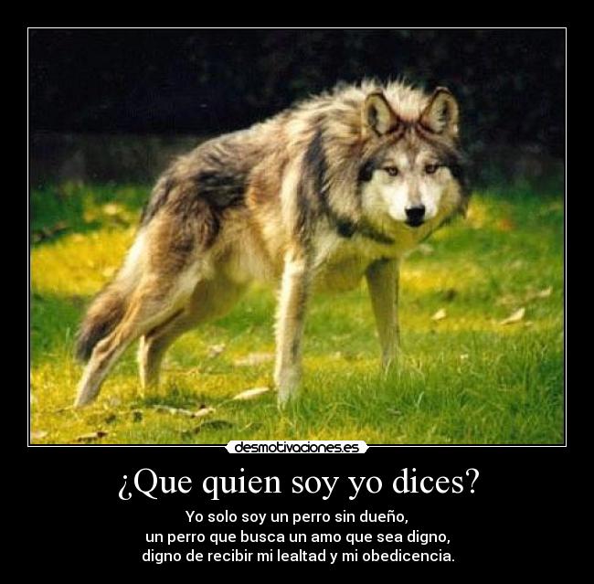 ¿Que quien soy yo dices? - Yo solo soy un perro sin dueño,
un perro que busca un amo que sea digno,
digno de recibir mi lealtad y mi obedicencia.