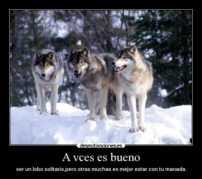 carteles manada lobos desmotivaciones