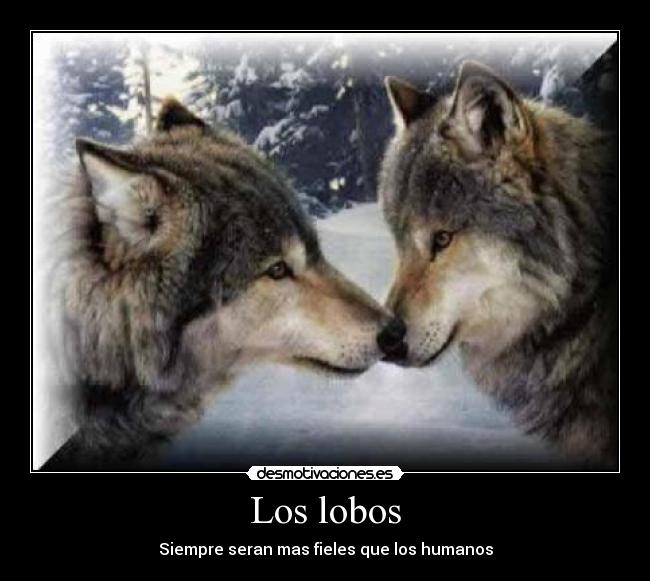 Los lobos - 