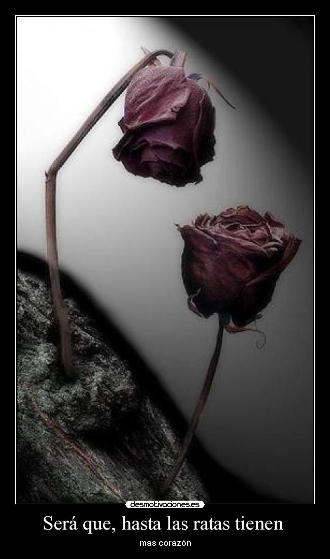 Será que, hasta las ratas tienen - mas corazón