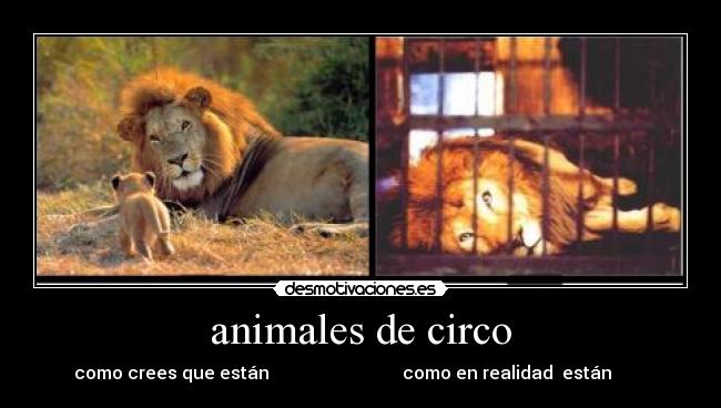 animales de circo -