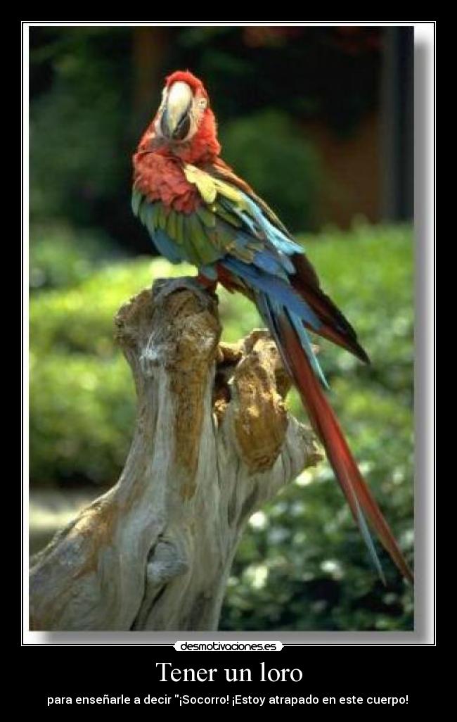Tener un loro - para enseñarle a decir ¡Socorro! ¡Estoy atrapado en este cuerpo!