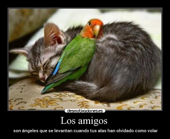 Los amigos - son ángeles que se levantan cuando tus alas han olvidado como volar