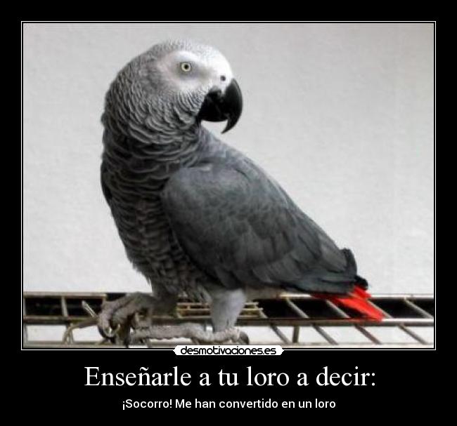 Enseñarle a tu loro a decir: - ¡Socorro! Me han convertido en un loro