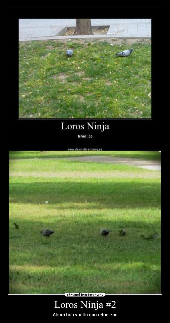 Loros Ninja #2 - Ahora han vuelto con refuerzos