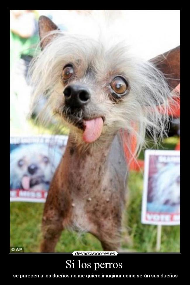 Si los perros -