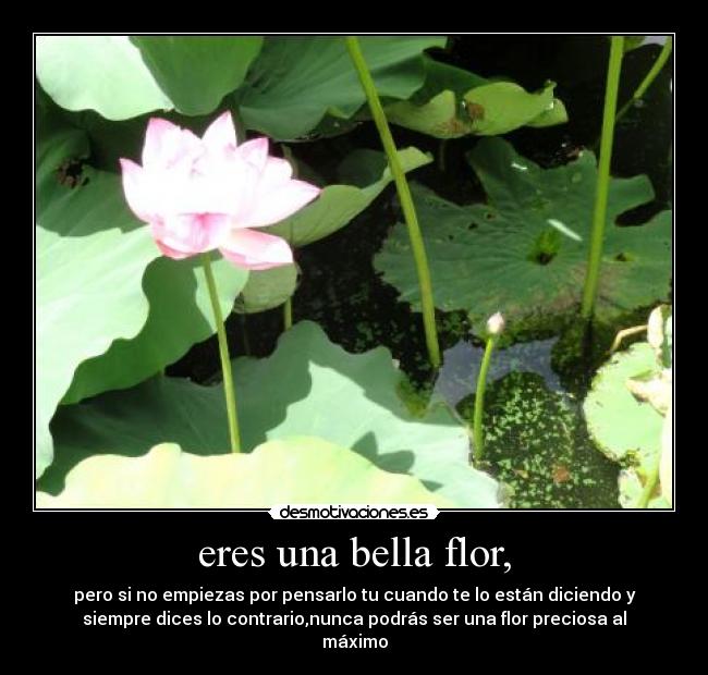 carteles alaro desmotivaciones