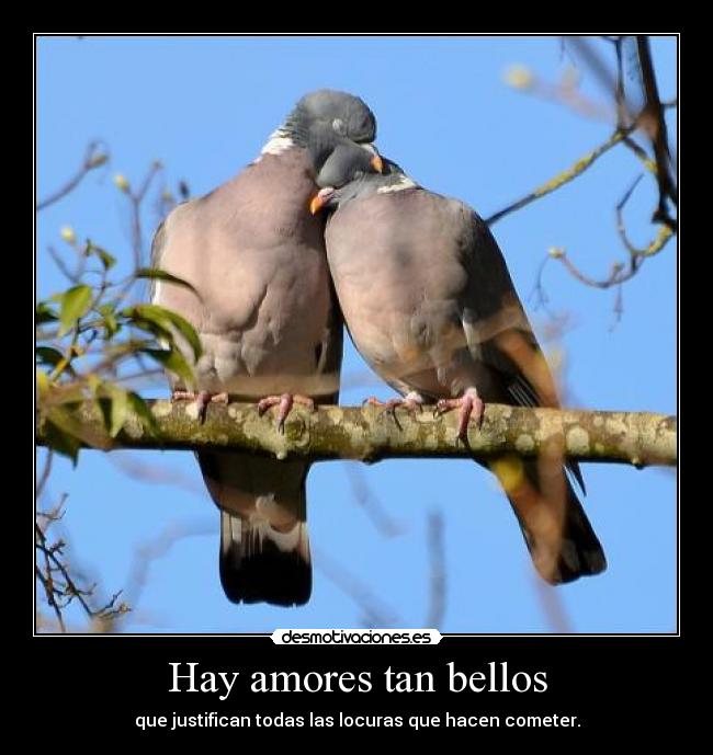 Hay amores tan bellos - que justifican todas las locuras que hacen cometer.