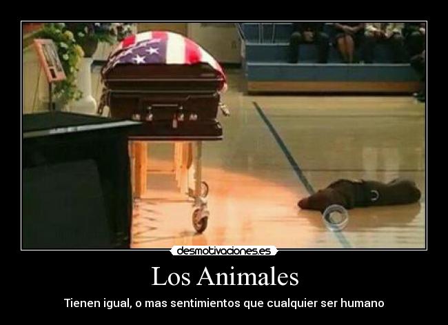 Los Animales - Tienen igual, o mas sentimientos que cualquier ser humano
