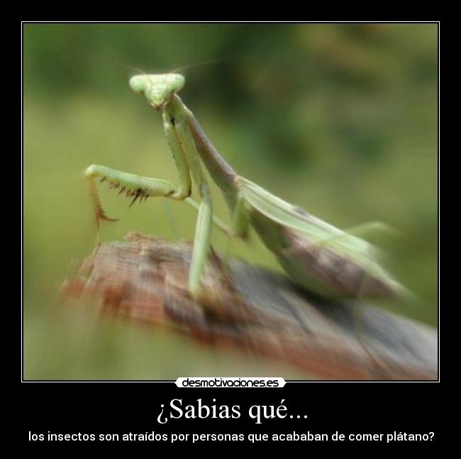 ¿Sabias qué... - los insectos son atraídos por personas que acababan de comer plátano?