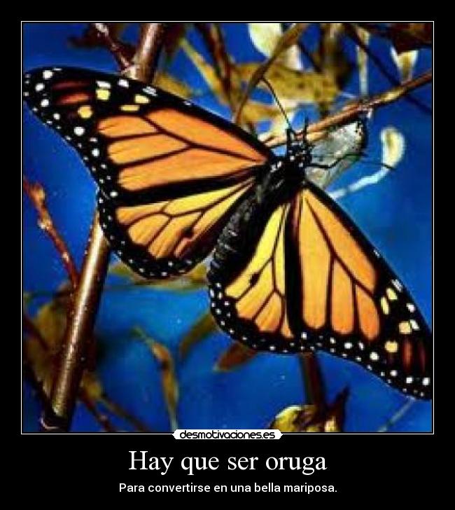 carteles oruga mariposa desmotivaciones