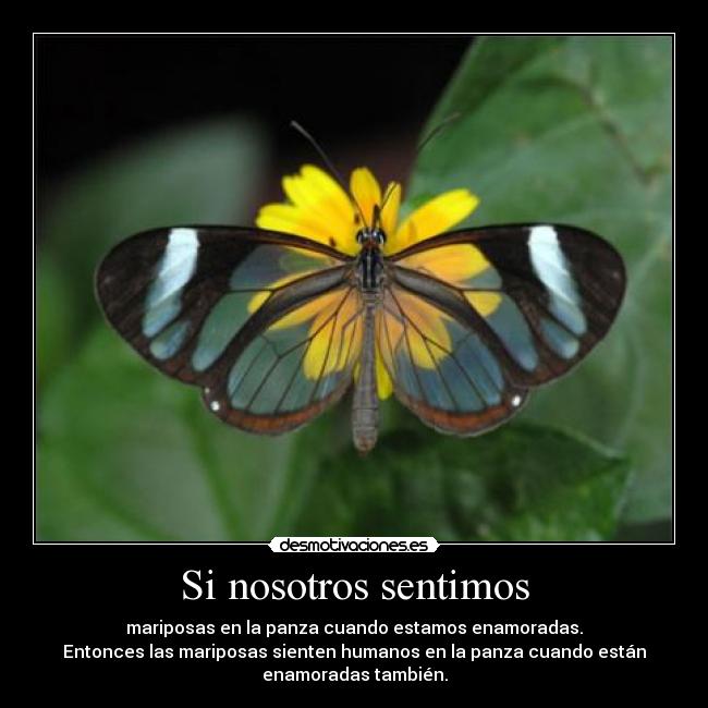 Si nosotros sentimos - 