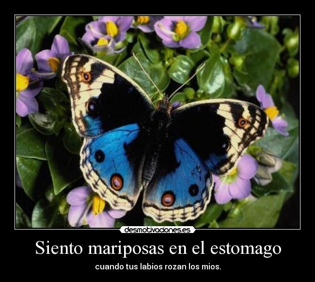 Siento mariposas en el estomago -