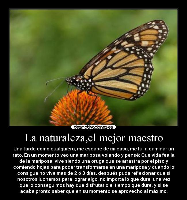 La naturaleza,el mejor maestro - Una tarde como cualquiera, me escape de mi casa, me fui a caminar un
rato. En un momento veo una mariposa volando y pensé: Que vida fea la
de la mariposa, vive siendo una oruga que se arrastra por el piso y
comiendo hojas para poder transformarse en una mariposa y cuando lo
consigue no vive mas de 2 ó 3 días, después pude reflexionar que si
nosotros luchamos para lograr algo, no importa lo que dure, una vez
que lo conseguimos hay que disfrutarlo el tiempo que dure, y si se
acaba pronto saber que en su momento se aprovecho al máximo.