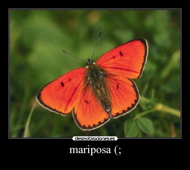 mariposa (; -