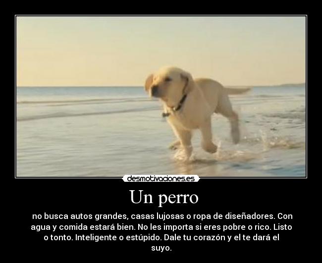  Un perro - 