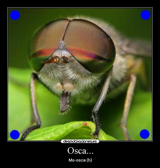 Osca... - Mo-osca (h)