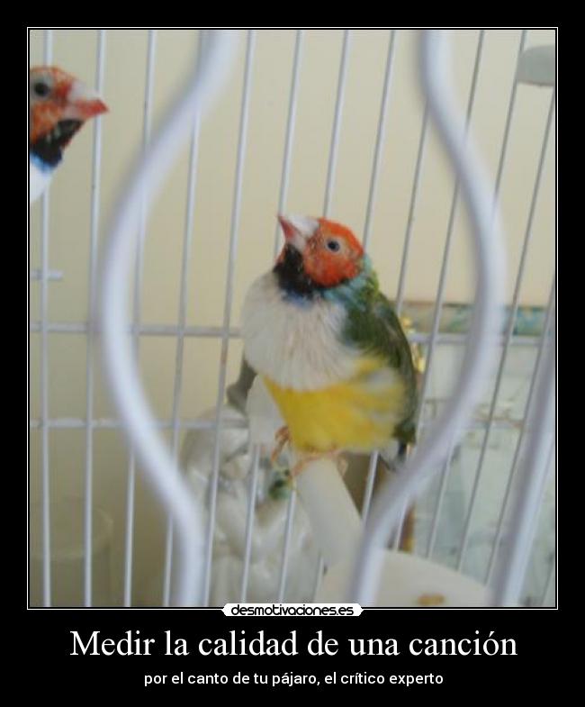 Medir la calidad de una canción - por el canto de tu pájaro, el crítico experto