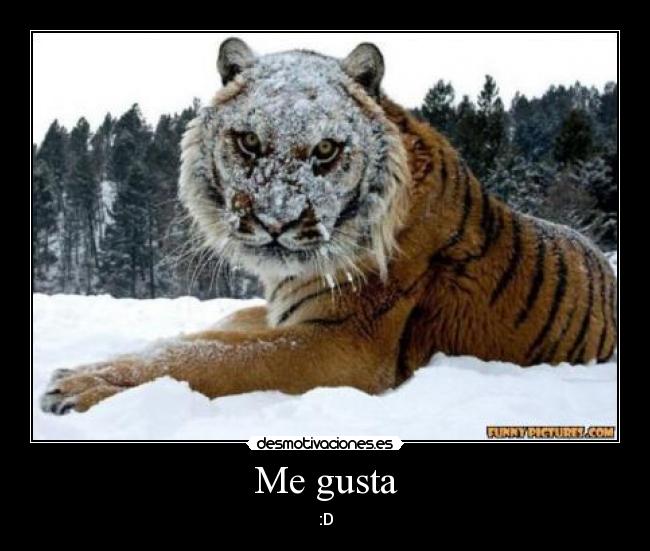 carteles tigre gusta nieve cara desmotivaciones