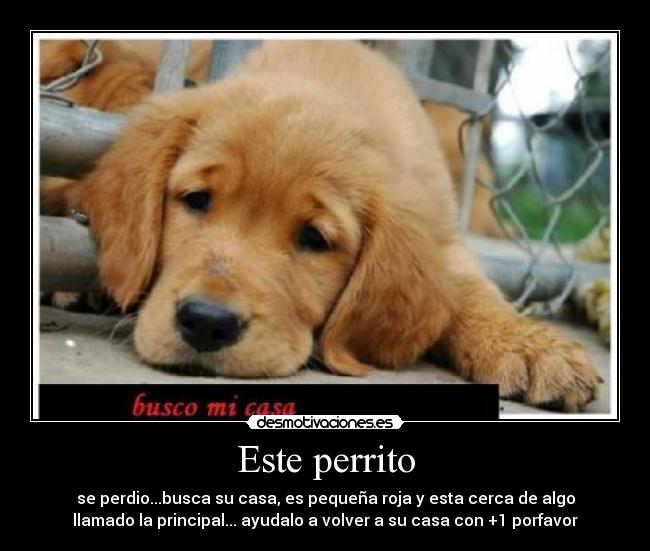 Este perrito - 