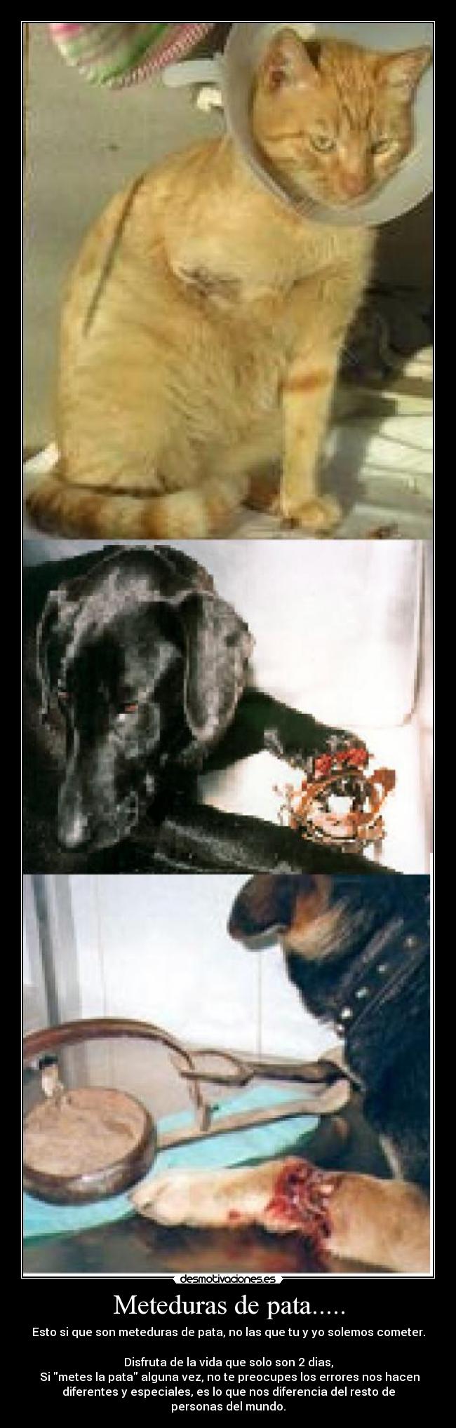 Meteduras de pata..... -