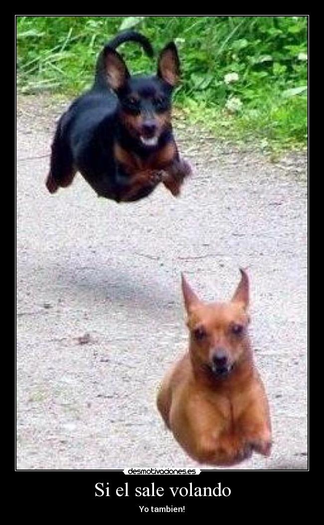 Si el sale volando - Yo tambien!