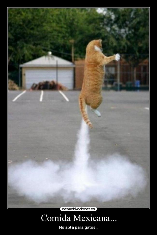 Comida Mexicana... - No apta para gatos...