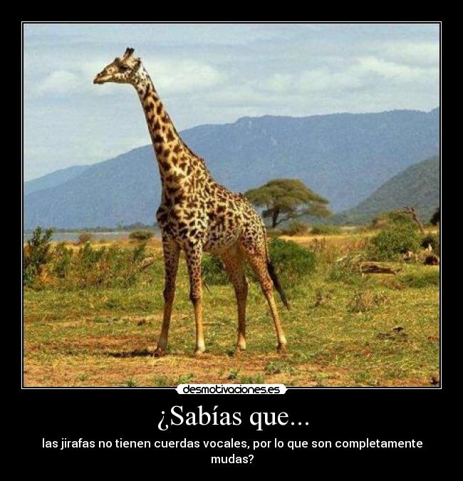 ¿Sabías que... - las jirafas no tienen cuerdas vocales, por lo que son completamente mudas?