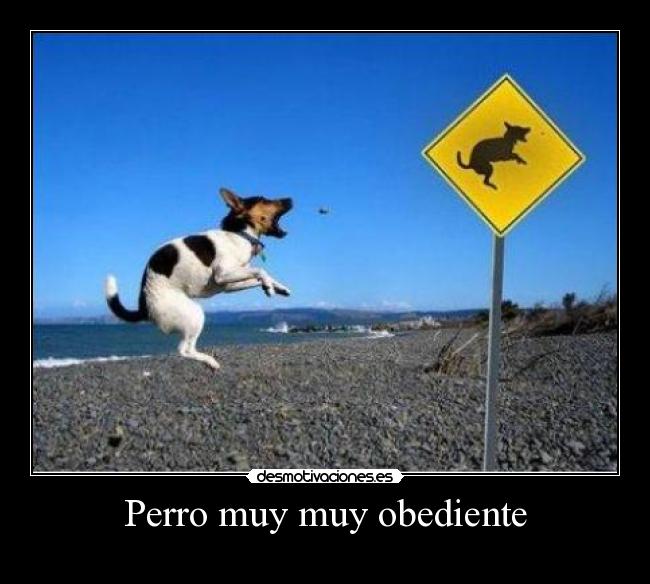 Perro muy muy obediente -
