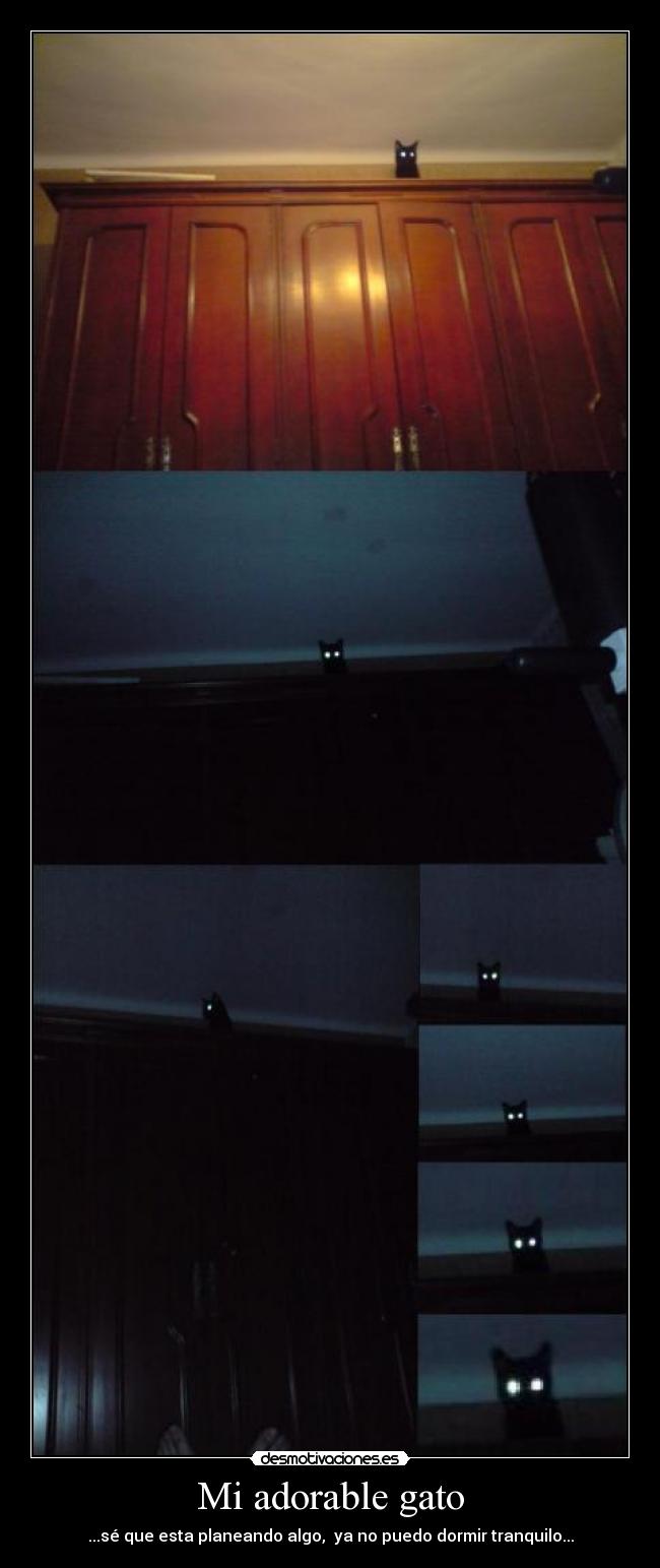 Mi adorable gato -