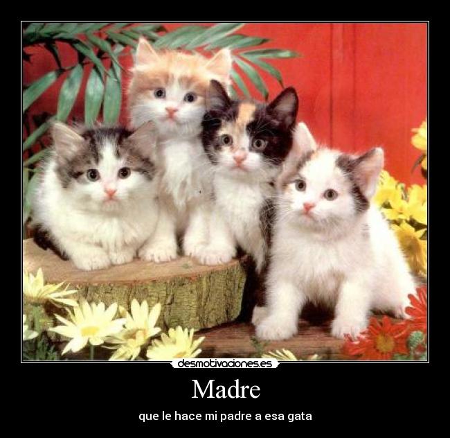 Madre - que le hace mi padre a esa gata