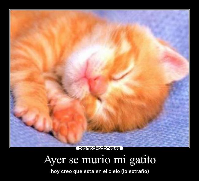 Ayer se murio mi gatito - 