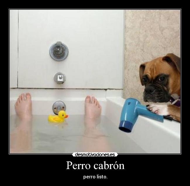 Perro cabrón - perro listo.