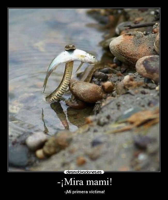 -¡Mira mami! - -¡Mi primera víctima!