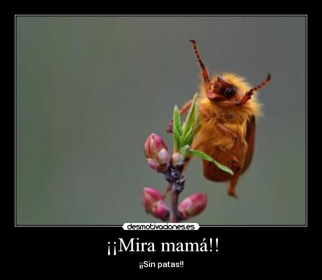 ¡¡Mira mamá!! - 