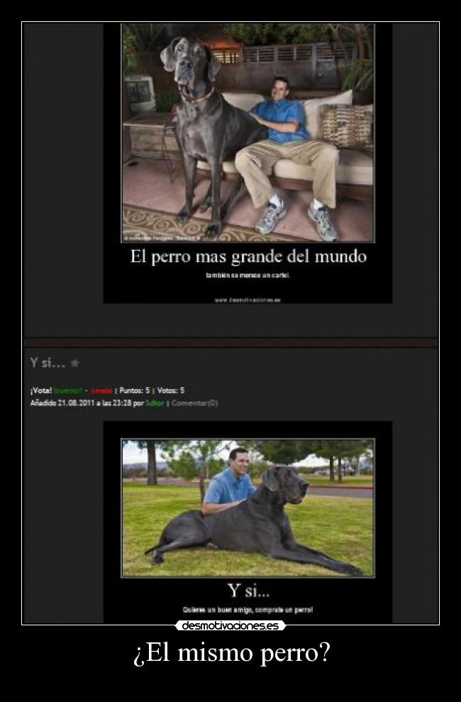 ¿El mismo perro? -