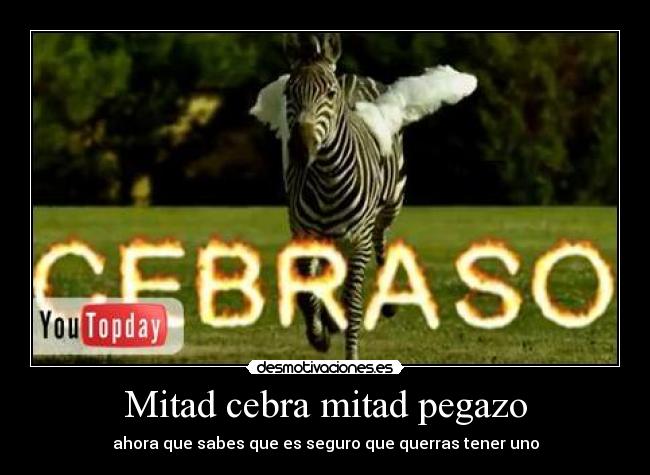 Mitad cebra mitad pegazo - ahora que sabes que es seguro que querras tener uno