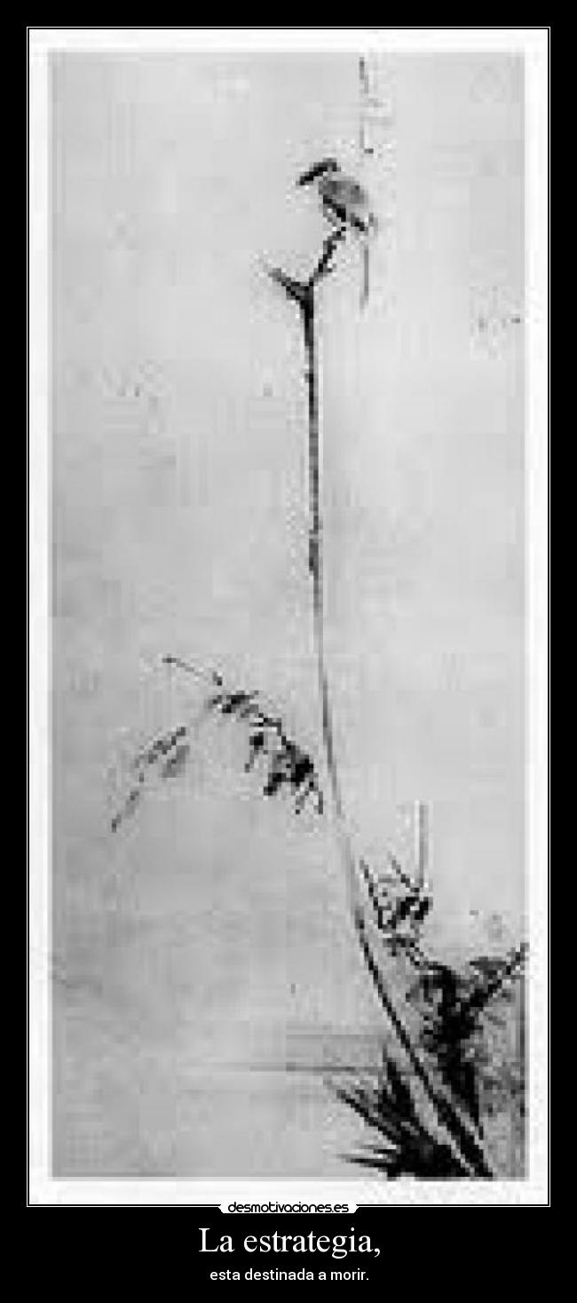 carteles desmotivaciones