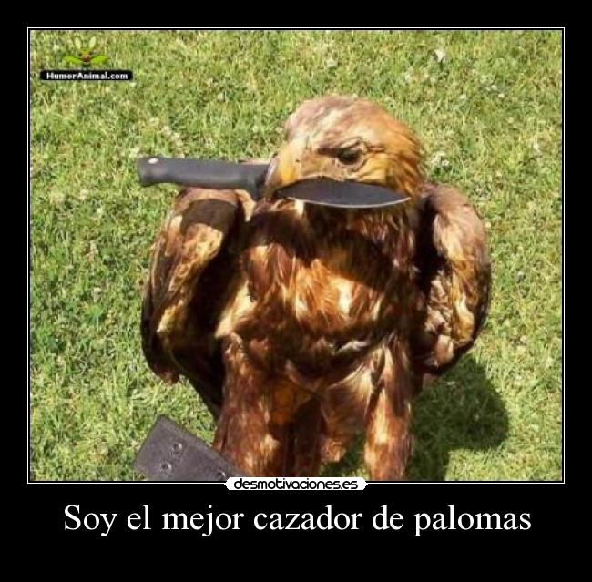 Soy el mejor cazador de palomas -