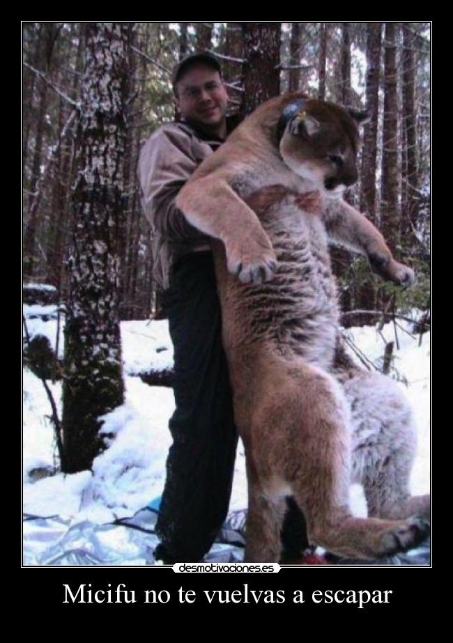 Micifu no te vuelvas a escapar - 