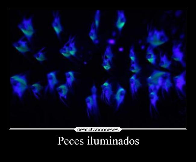 Peces iluminados -