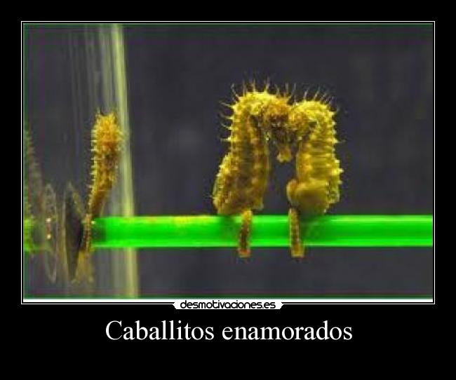 Caballitos enamorados -