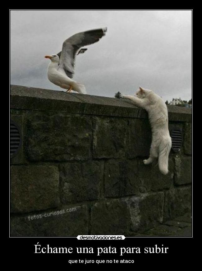 Échame una pata para subir - 