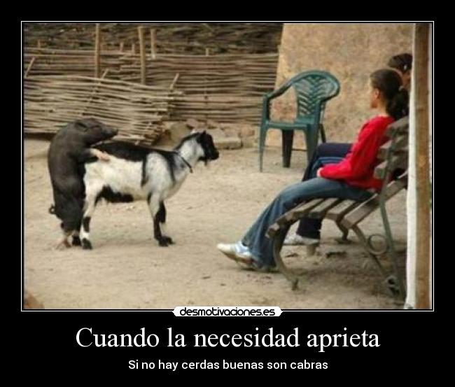Cuando la necesidad aprieta - Si no hay cerdas buenas son cabras